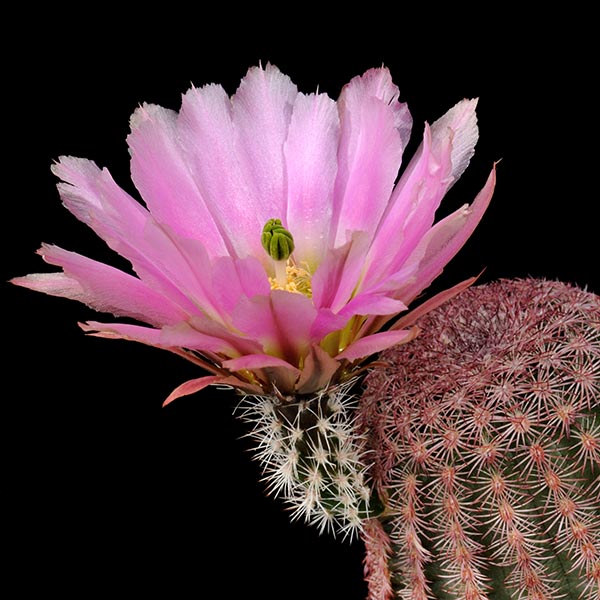 Echinocereus pectinatus (Hidalgo del Parral - Rodeo)