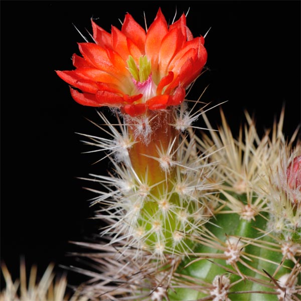 Echinocereus polyacanthus Lau 1379 (General Escobedo, Dur)