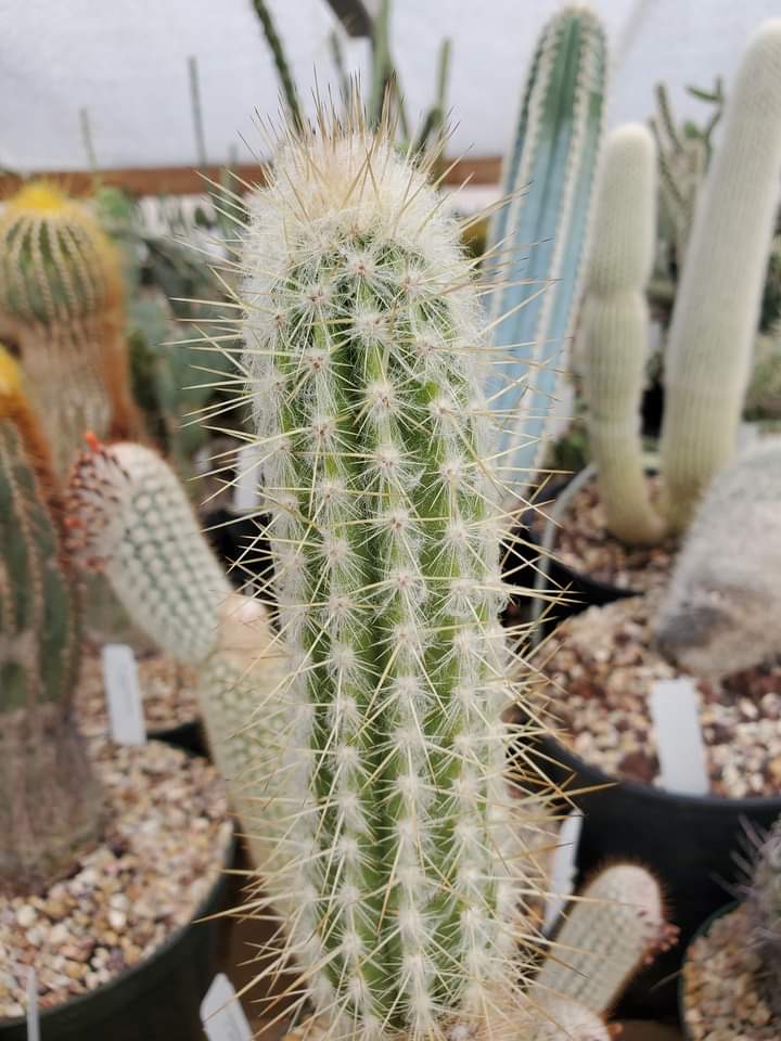 Stephanocereus leucostele HU 120