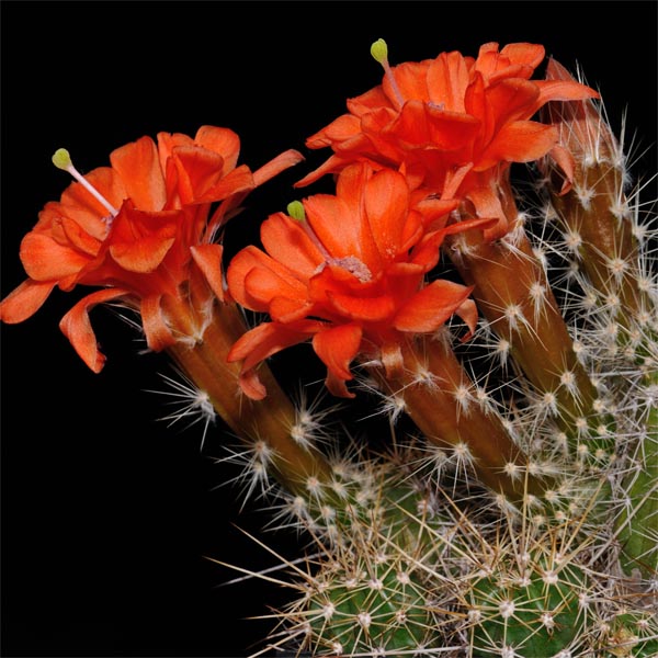 Echinocereus salm-dyckianus (Creel-Divisadero, Chih)