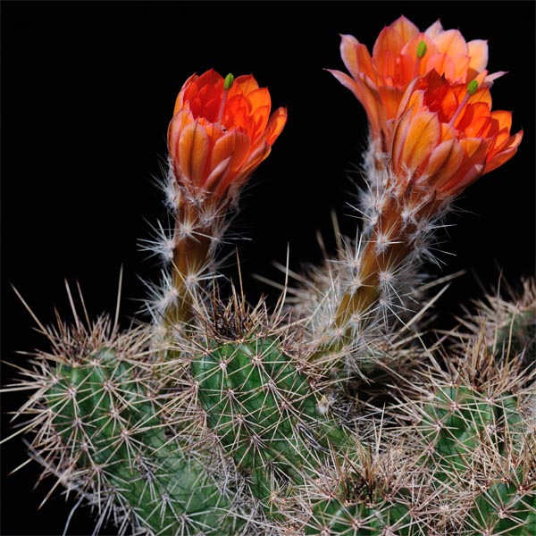 Echinocereus salm-dyckianus (Waterfall Basaseachic)