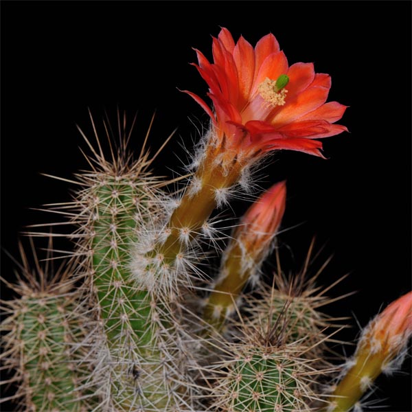 Echinocereus sanpedroensis (Sonora, Mex)