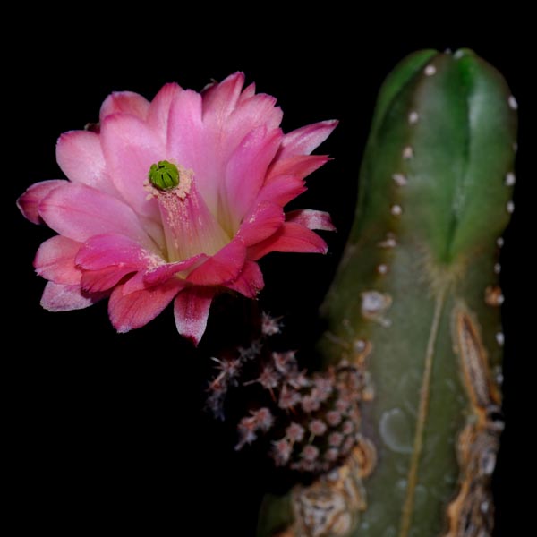 Echinocereus scheeri subsp. gentryi (Chihuahua, Mex)