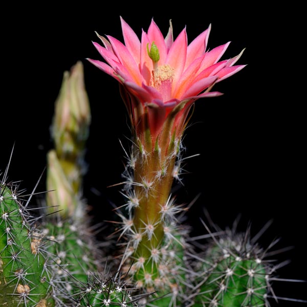 SuccSeed - Echinocereus scheeri (Maycoba-Yepachic)