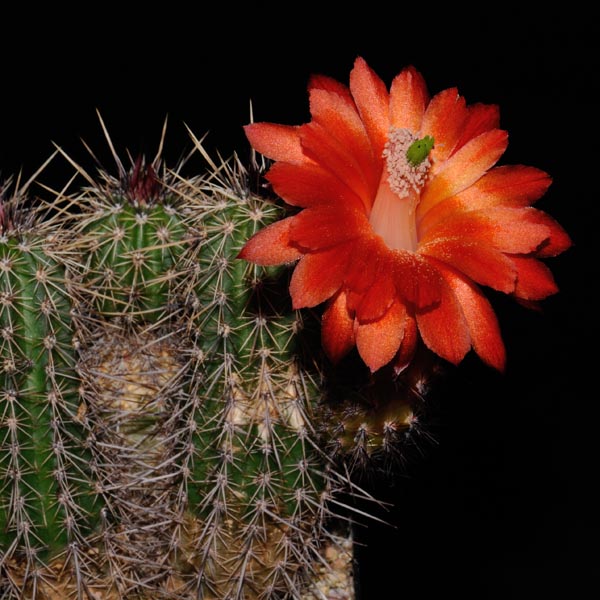 Echinocereus spec. PG 302 (Mex)
