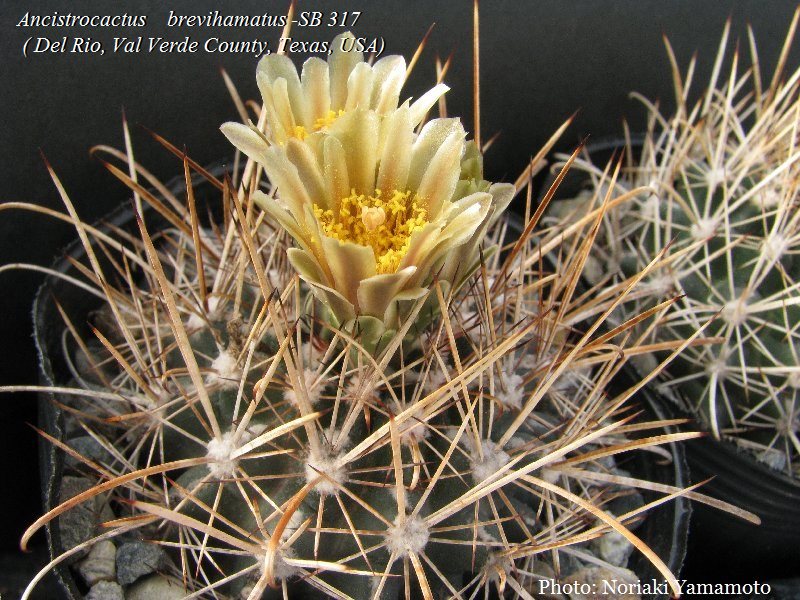 Ancistrocactus brevihamatus SB 317 (Del Rio, Val Verde Co, TX)