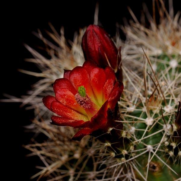 Echinocereus mojavensis (Flagstaff-Jacobs lake, AZ)