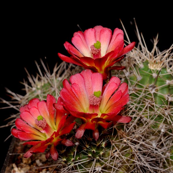 SuccSeed - Echinocereus mojavensis (Flagstaff-Page, AZ)