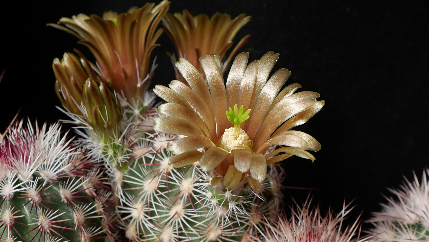 Echinocereus chloranthus MN 664