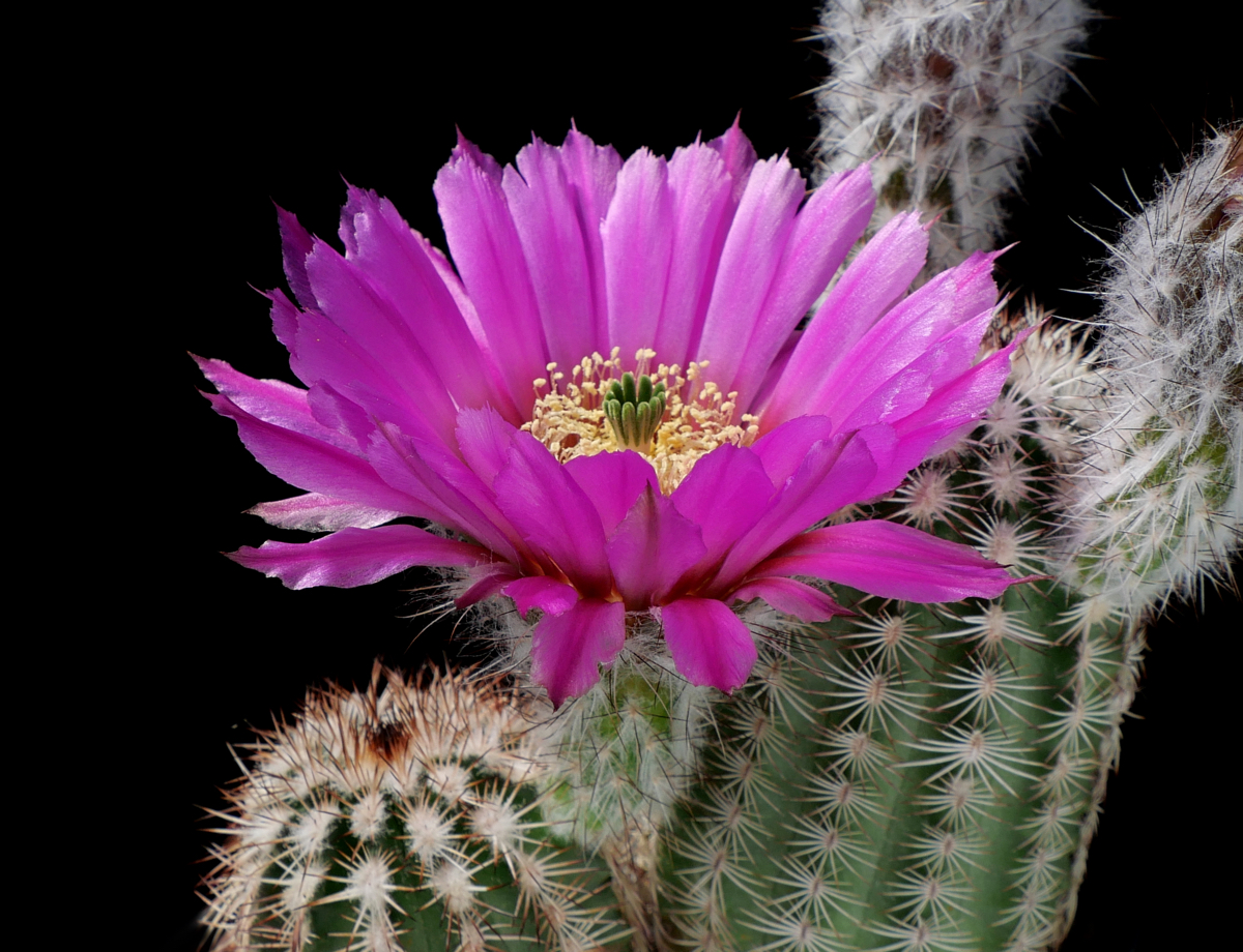 Echinocereus reichenbachii ssp. perbellus (Waynoka, Woods Co, OK)