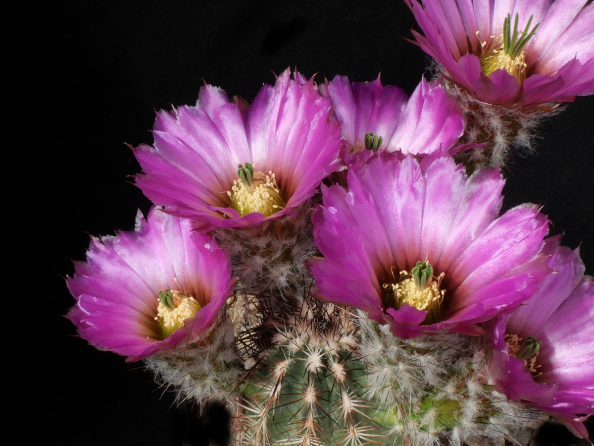 Echinocereus reichenbachii ssp. perbellus NM 1071 (Glass Mts, OK)