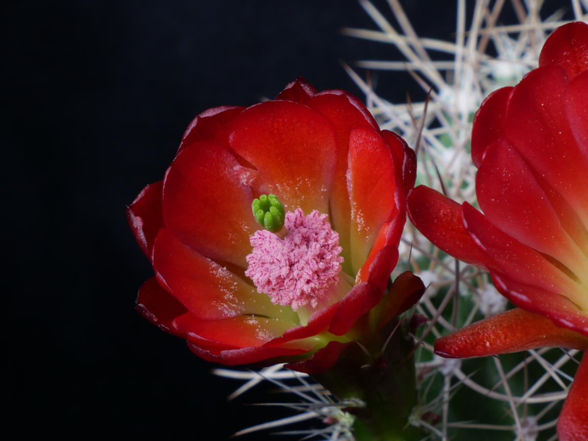 Echinocereus mojavensis MN 403 (W Torrey, 2000m, Utah)