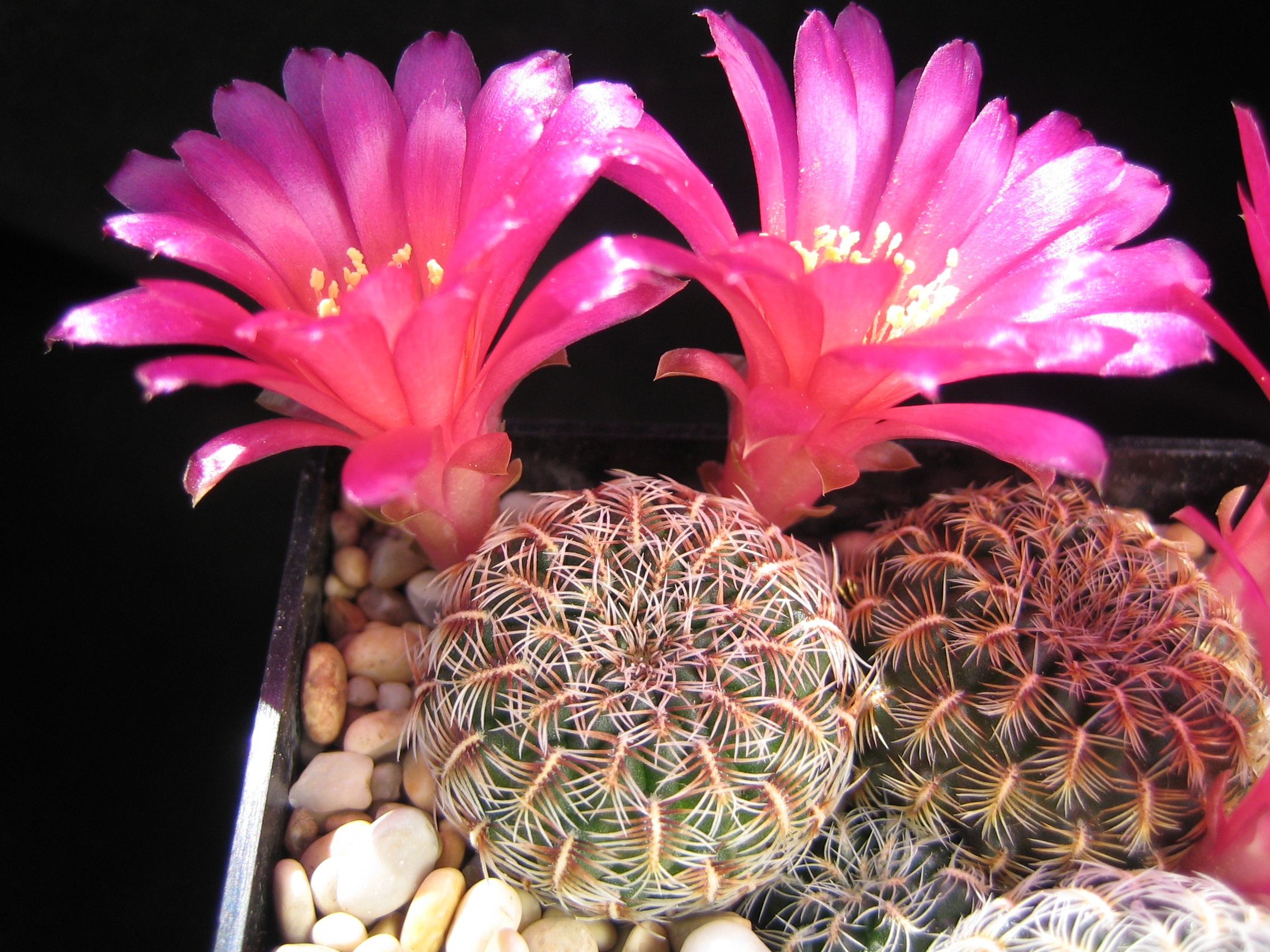 Sulcorebutia mizquensis RH 823 (Mountain at Mizque,  2500m, Bol)