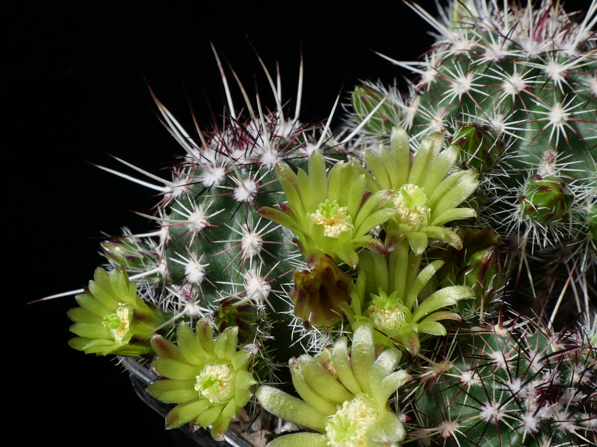 Echinocereus viridiflorus JRT 139 (Las Animas Co, 1768m, CO)