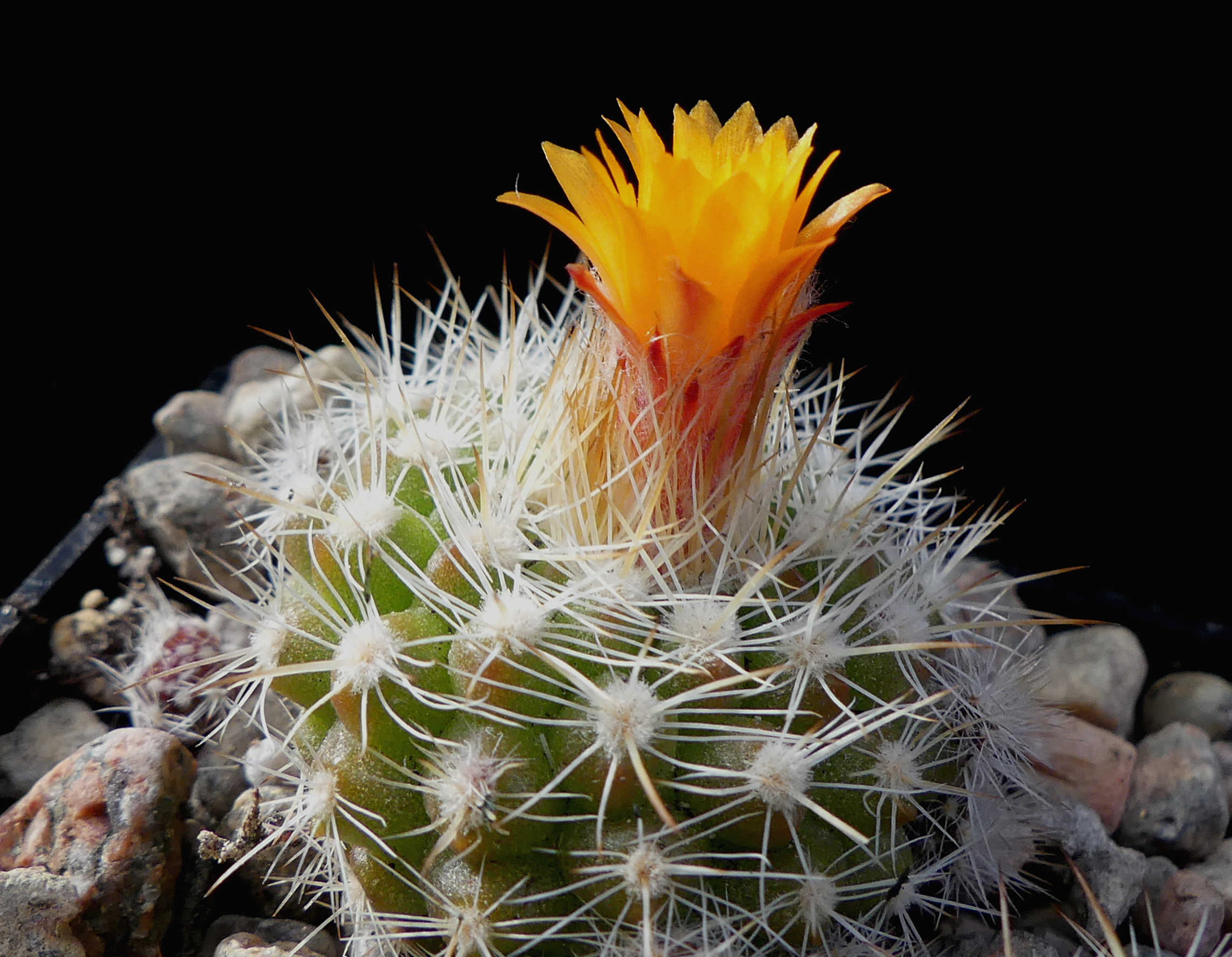 Parodia comarapana MN 590