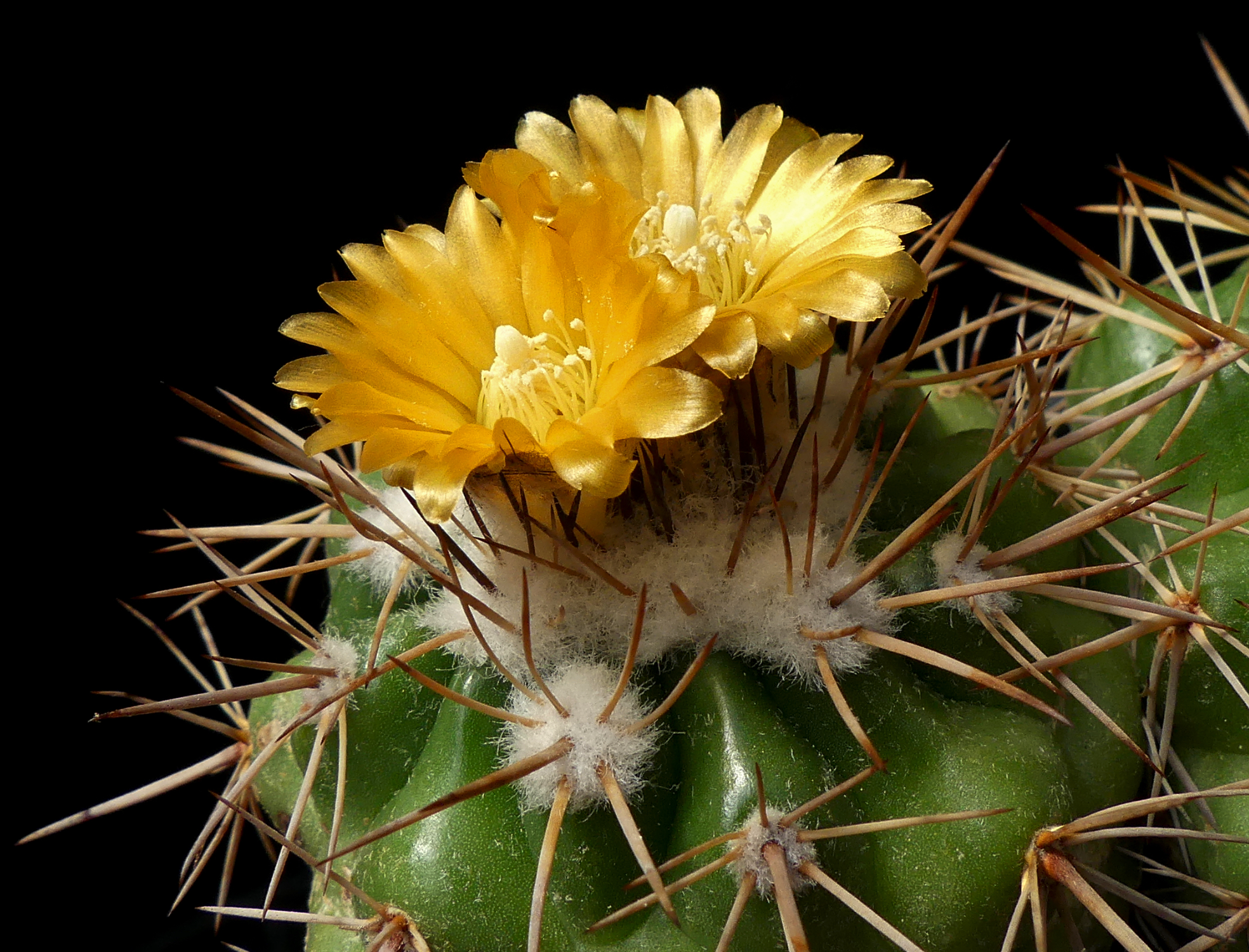 Parodia hegeri MN 466