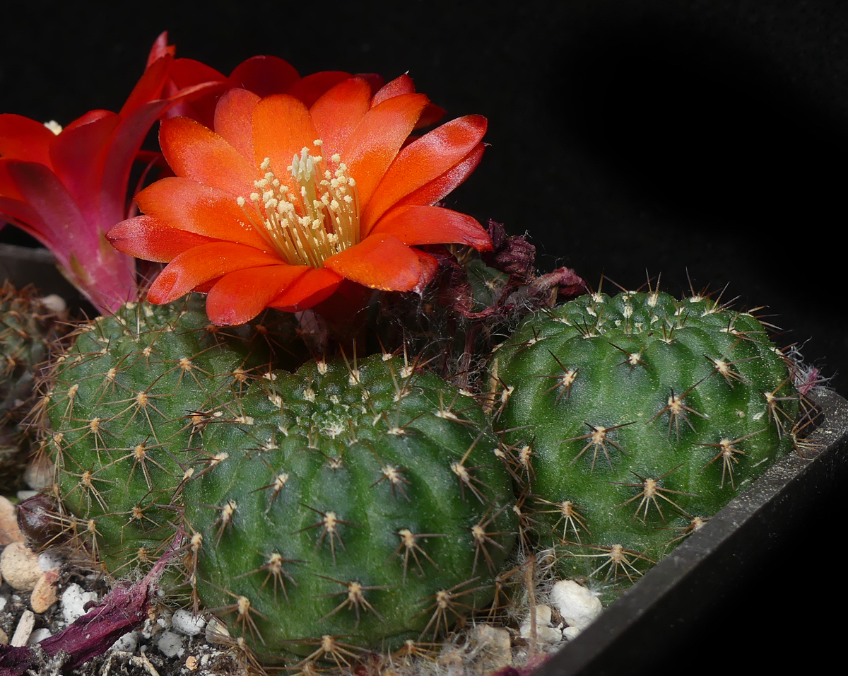 Rebutia tarijensis aff BLMT 943.03