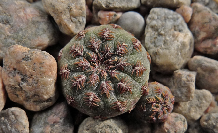 Sulcorebutia rauschii VZ 50a (Zudanez, 2770m, Bol) - 2