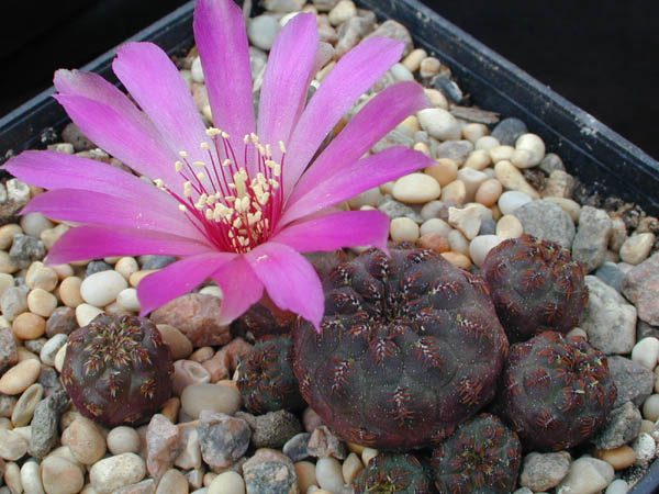 Sulcorebutia rauschii VZ 50a (Zudanez, 2770m, Bol)