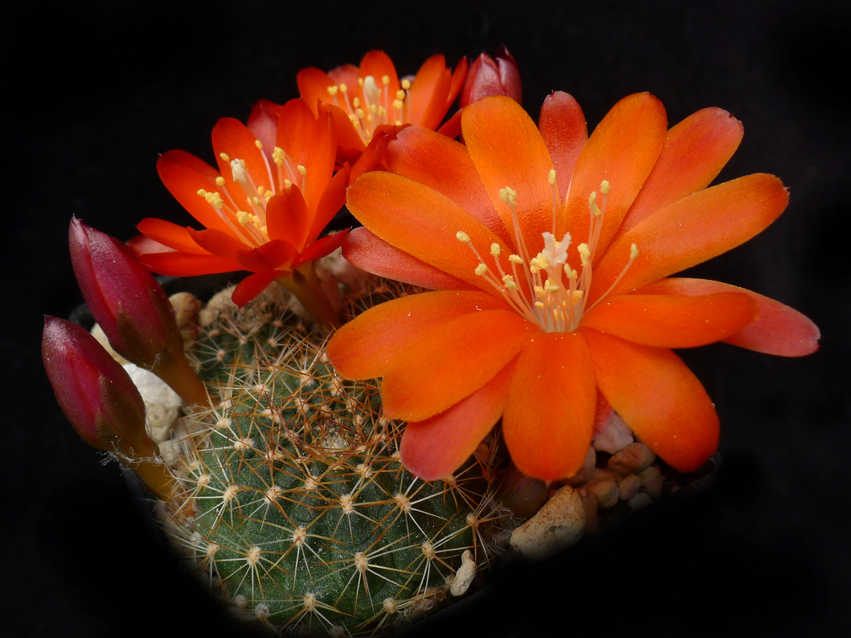 Rebutia spec. MN 494