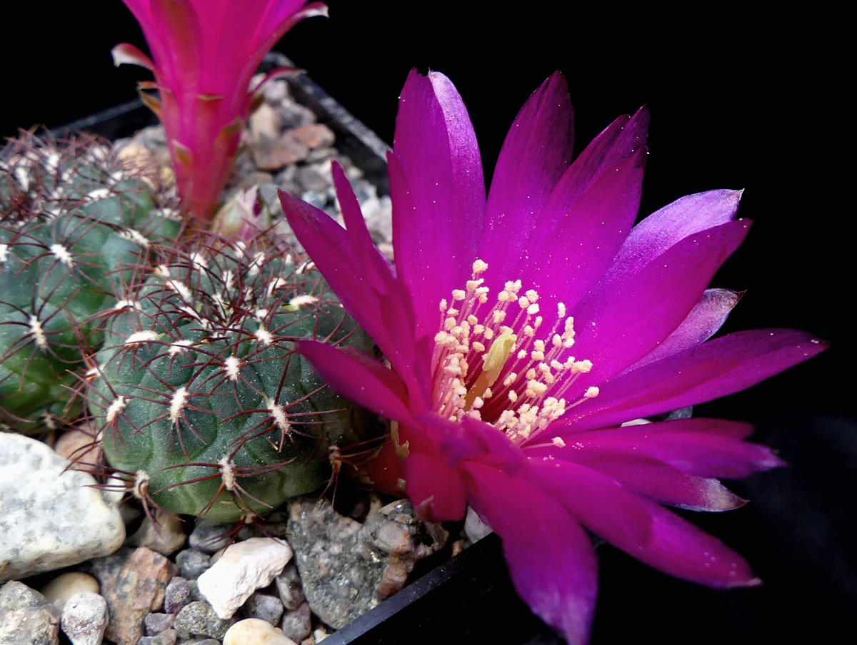 Sulcorebutia frankiana MN 621