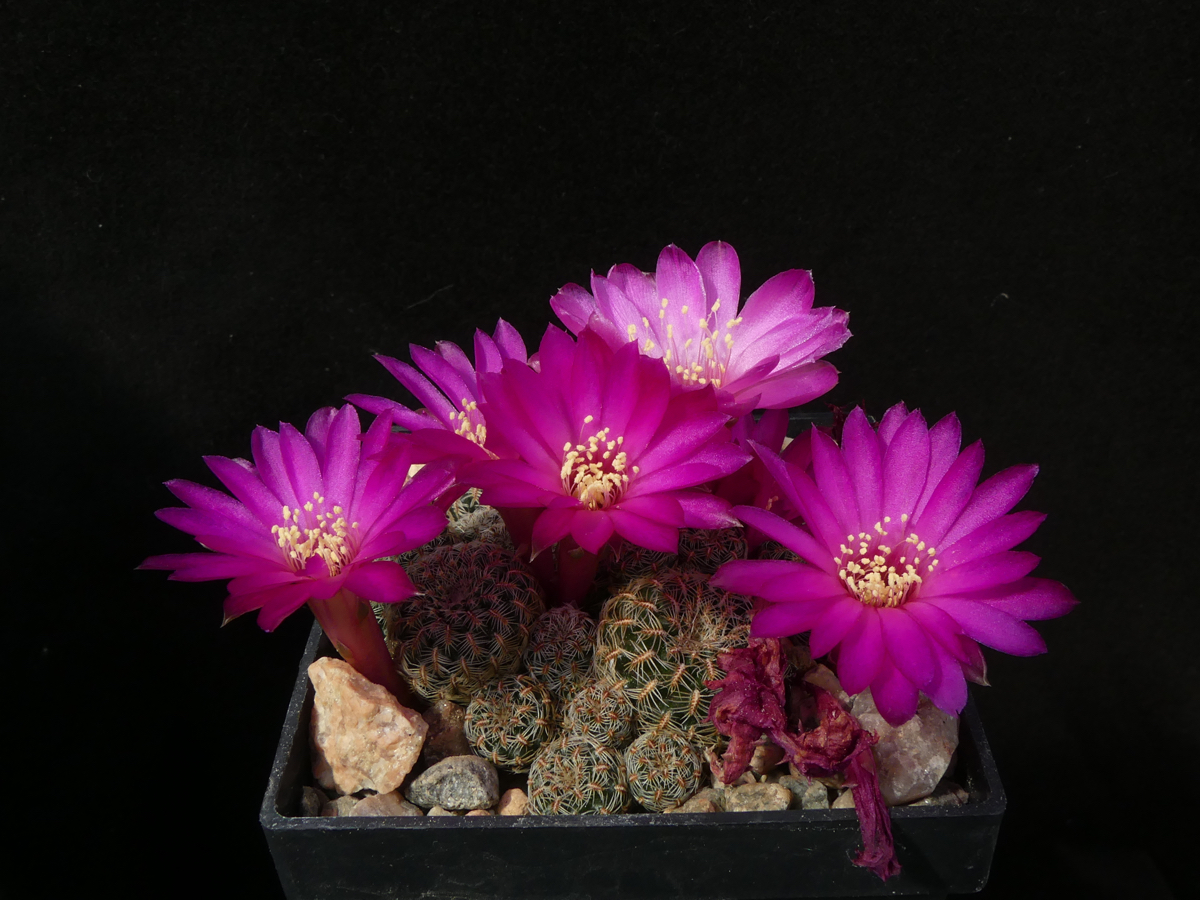 Sulcorebutia gemmae MN 644