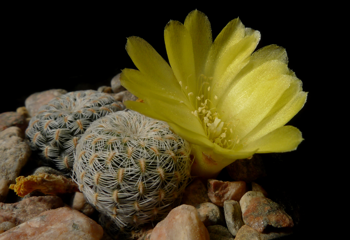 Sulcorebutia langeri MN 448