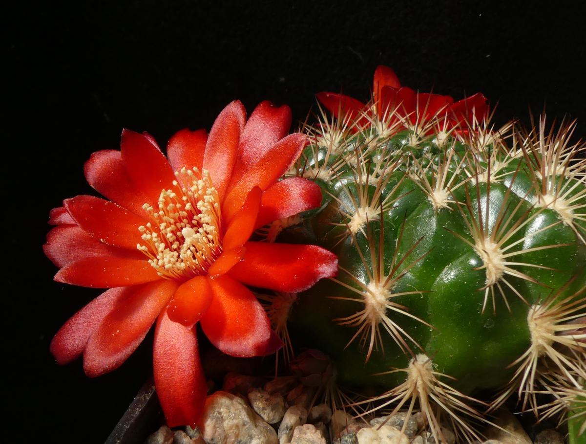 Sulcorebutia nadae ssp. ahaycomaensis MN 623 (S Poroma)
