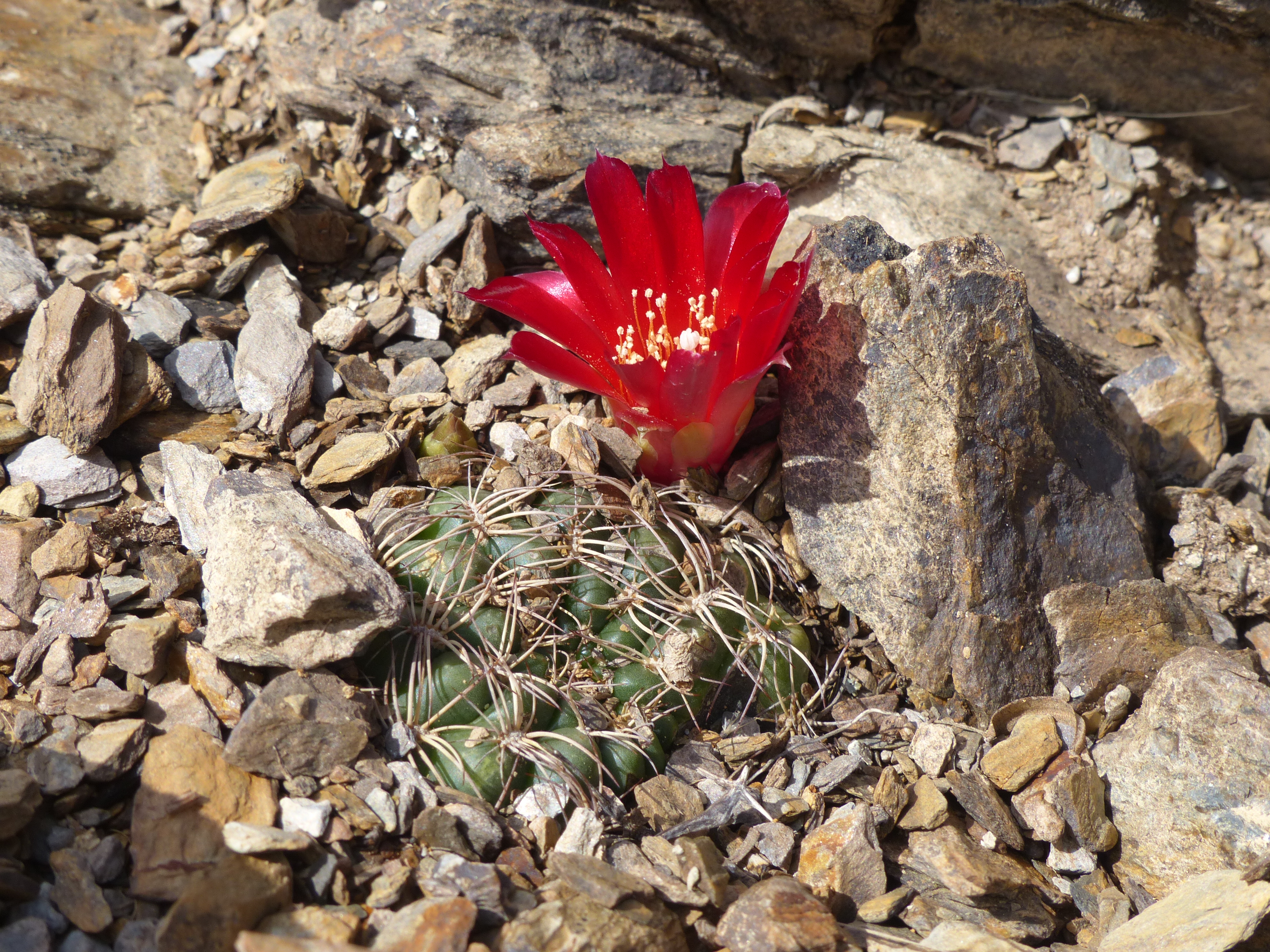 Sulcorebutia sanpedroensis MN 610 (S Acasio, Bol)