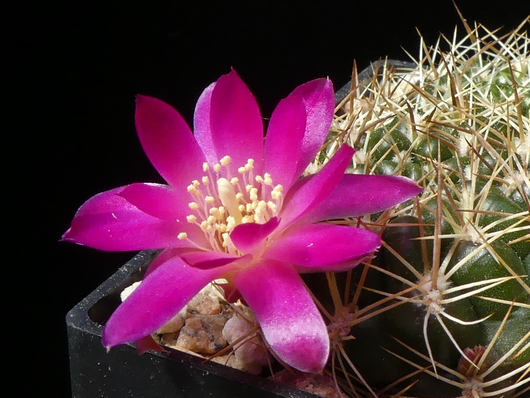 Sulcorebutia torotorensis MN 615 (Torotoro)