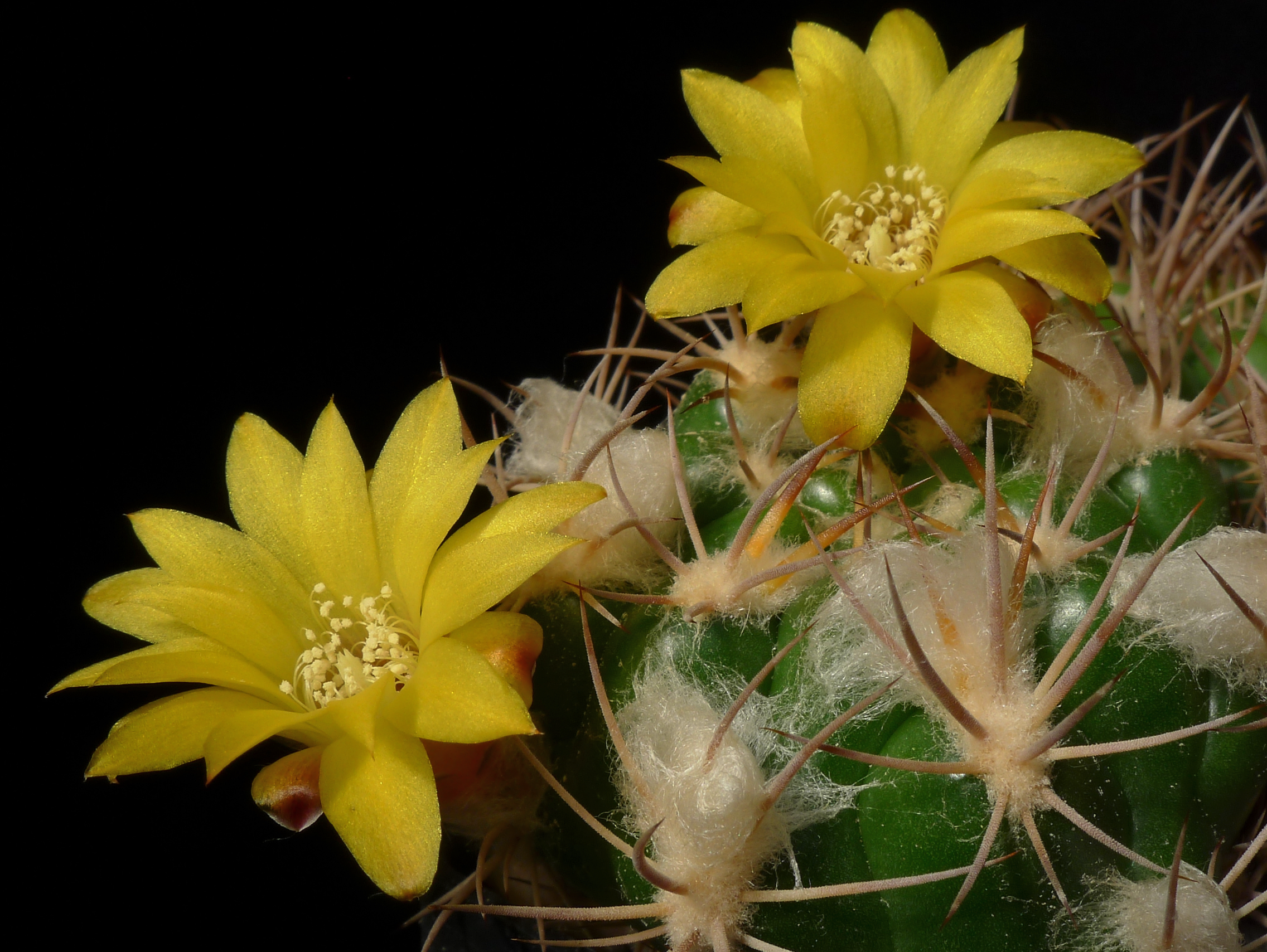 Weingartia lanata MN 457