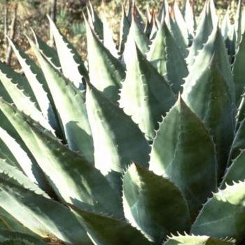 SuccSeed - Agave