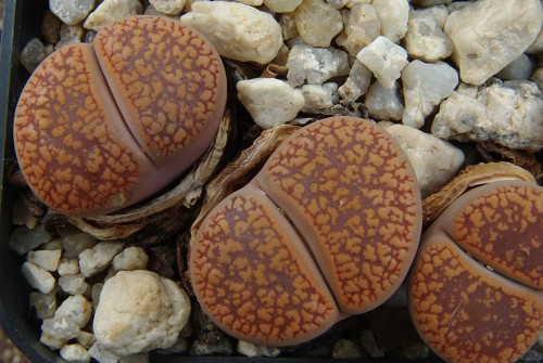 Lithops aucampiae C 117