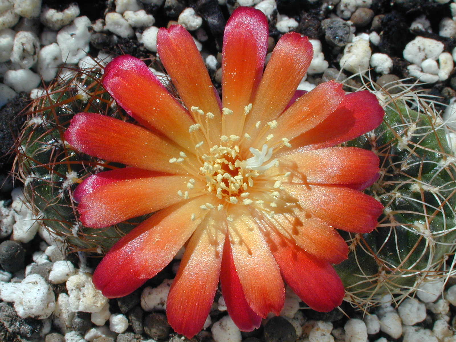 Sulcorebutia spec. JM 08113a (Arani-Tintin, Bol)