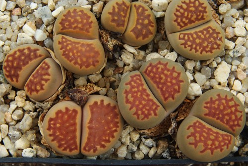 Lithops hallii v. ochracea C 142a