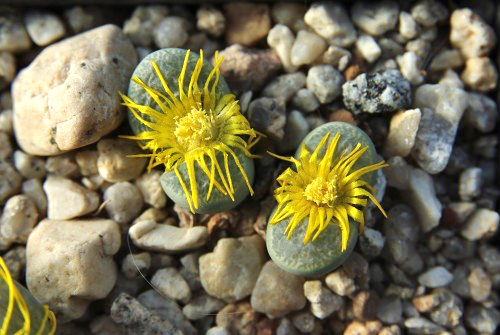 Lithops helmutii C 271