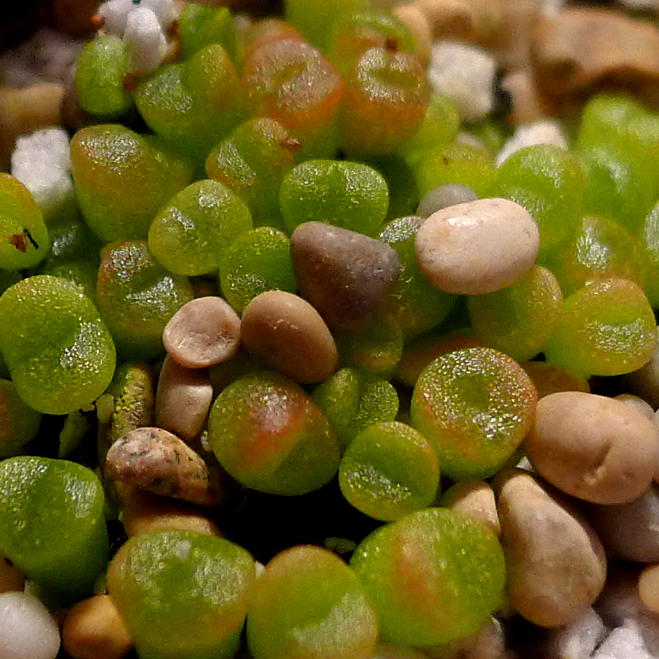 Lithops hermetica SH 2003 - 2