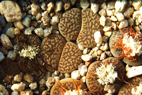 Lithops hookeri v. marginata PV 634