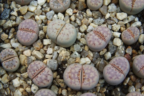 Lithops julii PV 139