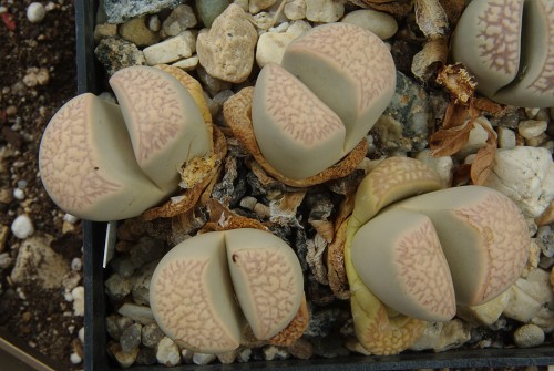 Lithops marmorata v. elisae C 251