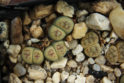 Lithops schwantesii 'grey' C 250