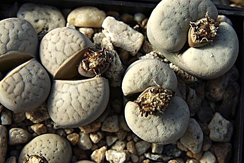 Lithops vallis-mariae C 281