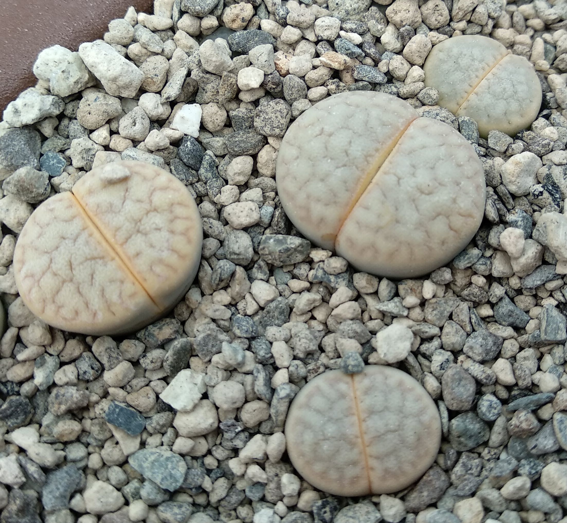 Lithops vallis-mariae C 281 - 3