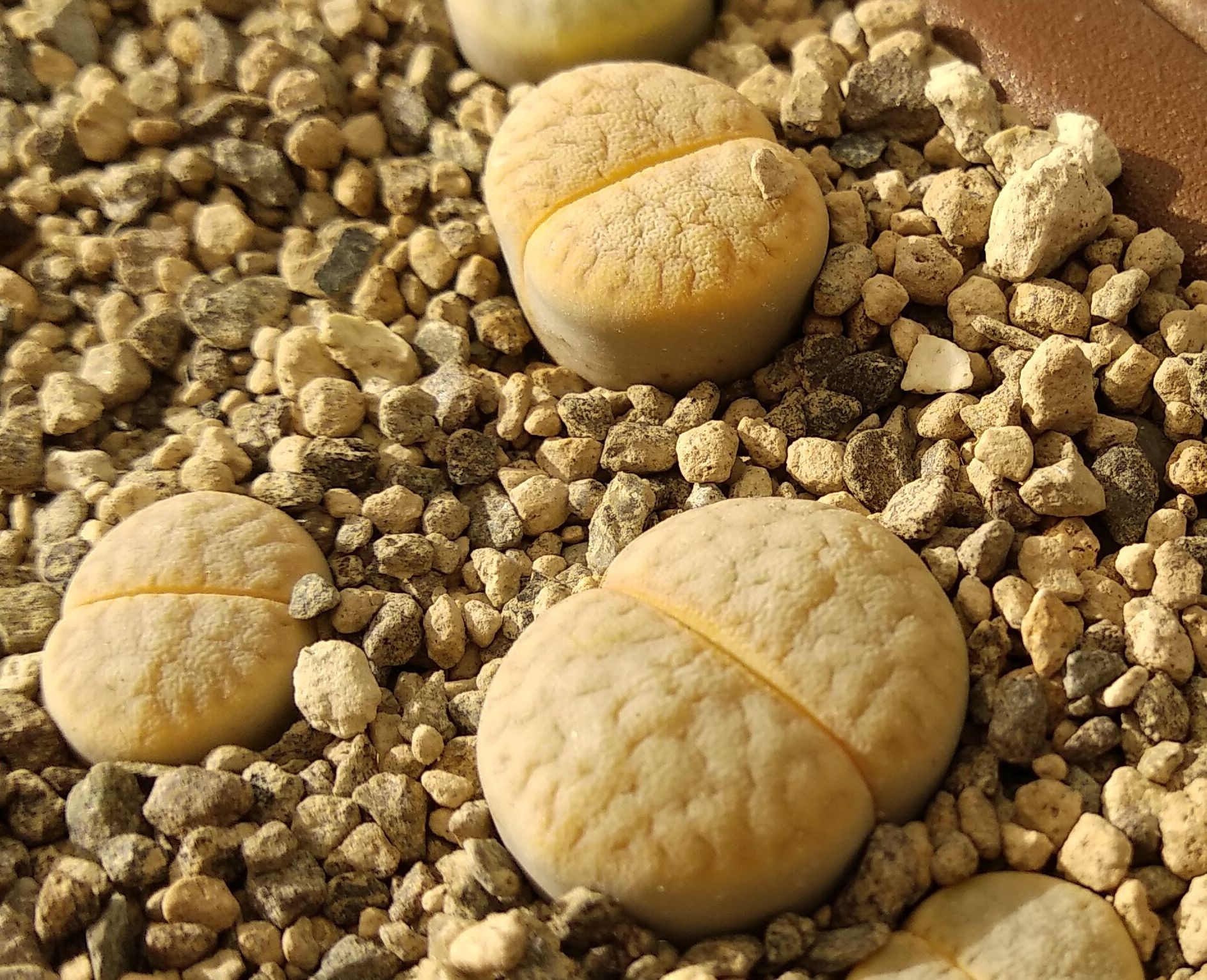 Lithops vallis-mariae C 281 - 2