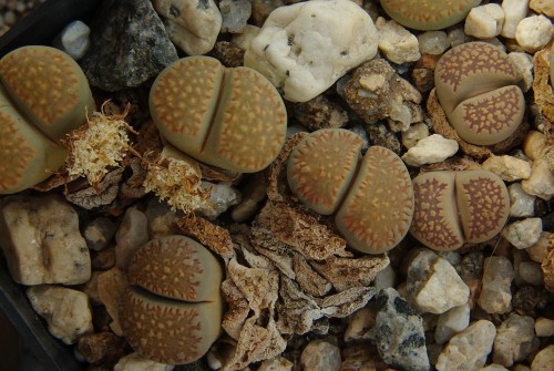 Lithops villetii v. kennedyi C 123