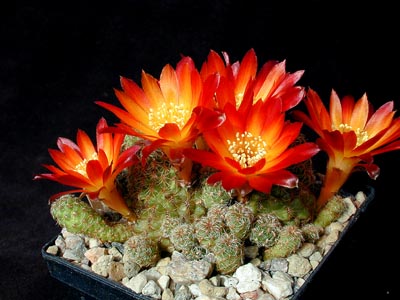 Sulcorebutia tarabucoensis v. callecallensis Lau 389 (Calle-Calle, Zudanez-Yamparaez, Chuq., Bol)
