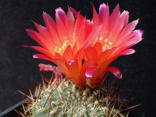 Sulcorebutia tiraquensis 'bicolorispina' BLMT 11.01