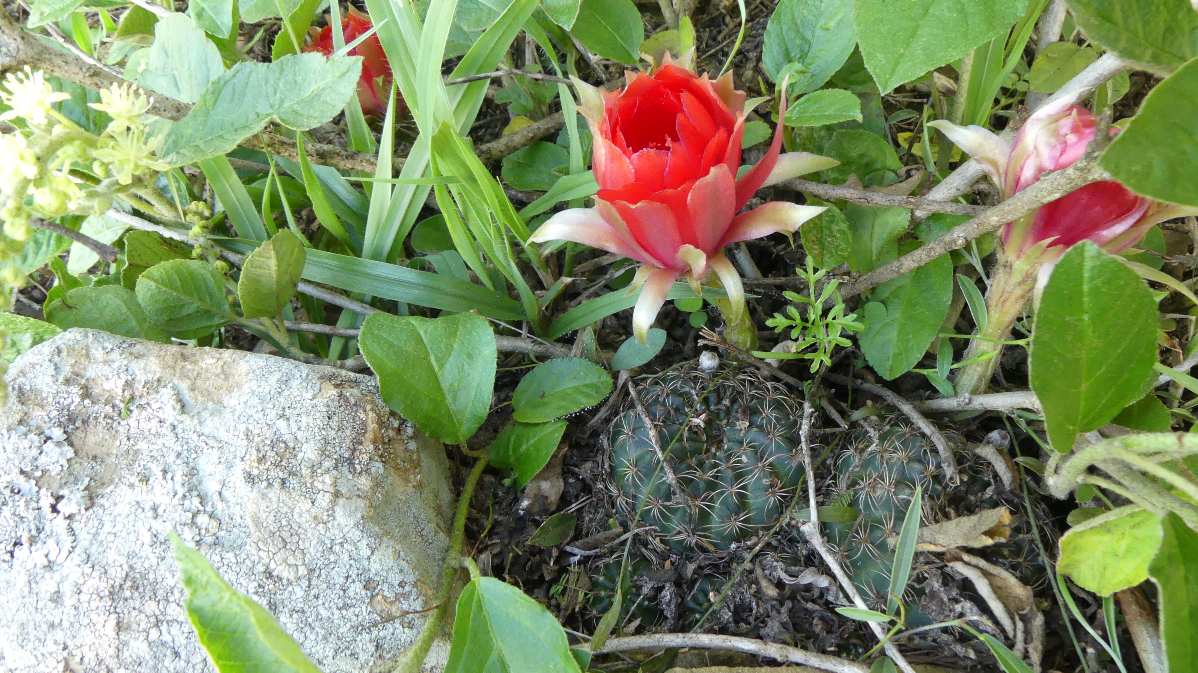 Lobivia arachnacantha v. vallegrandensis MN 710 (E Vallegrande)