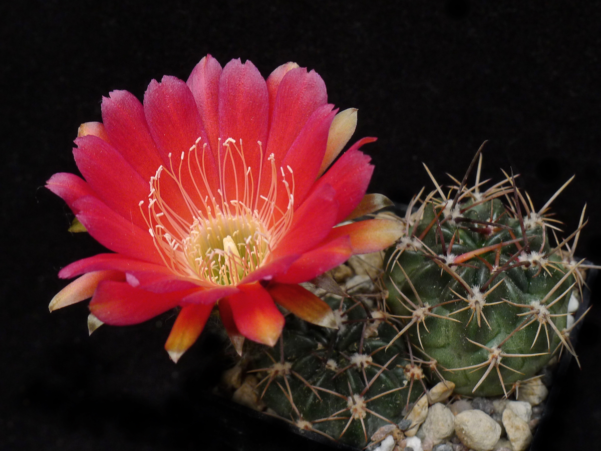 Lobivia pugionacantha v. rossi MN 475
