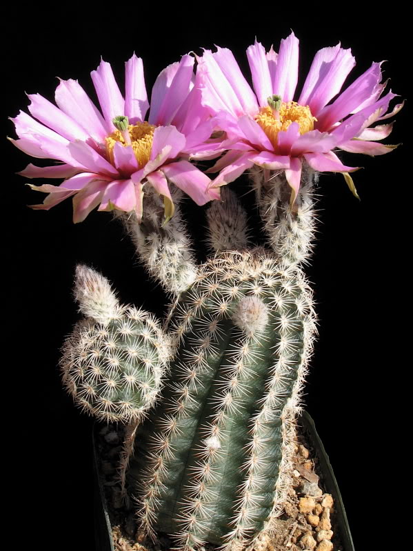 Echinocereus fitchii v. albertii (N Alice, SE TX, USA)